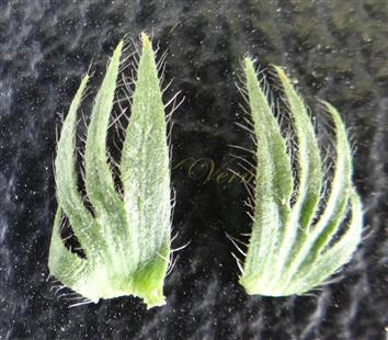  Stipules